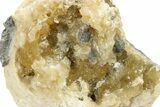 Fossil Clam (Mercenaria) With Fluorescent Calcite - Rucks Pit, FL #264737-2